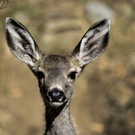 Thousands of mule deer will be killed on Catalina Island as part of restoration plan-“Mule Deer Culling on Catalina Island: Restoration Plan Explained”